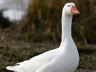 Goose's profile picture